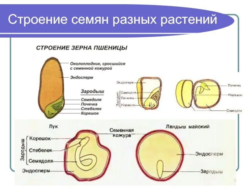 Строение семени покрытосеменных. Строение семени перца. Строение семени цветковых. Строение семени томата. Семя помидора структура.