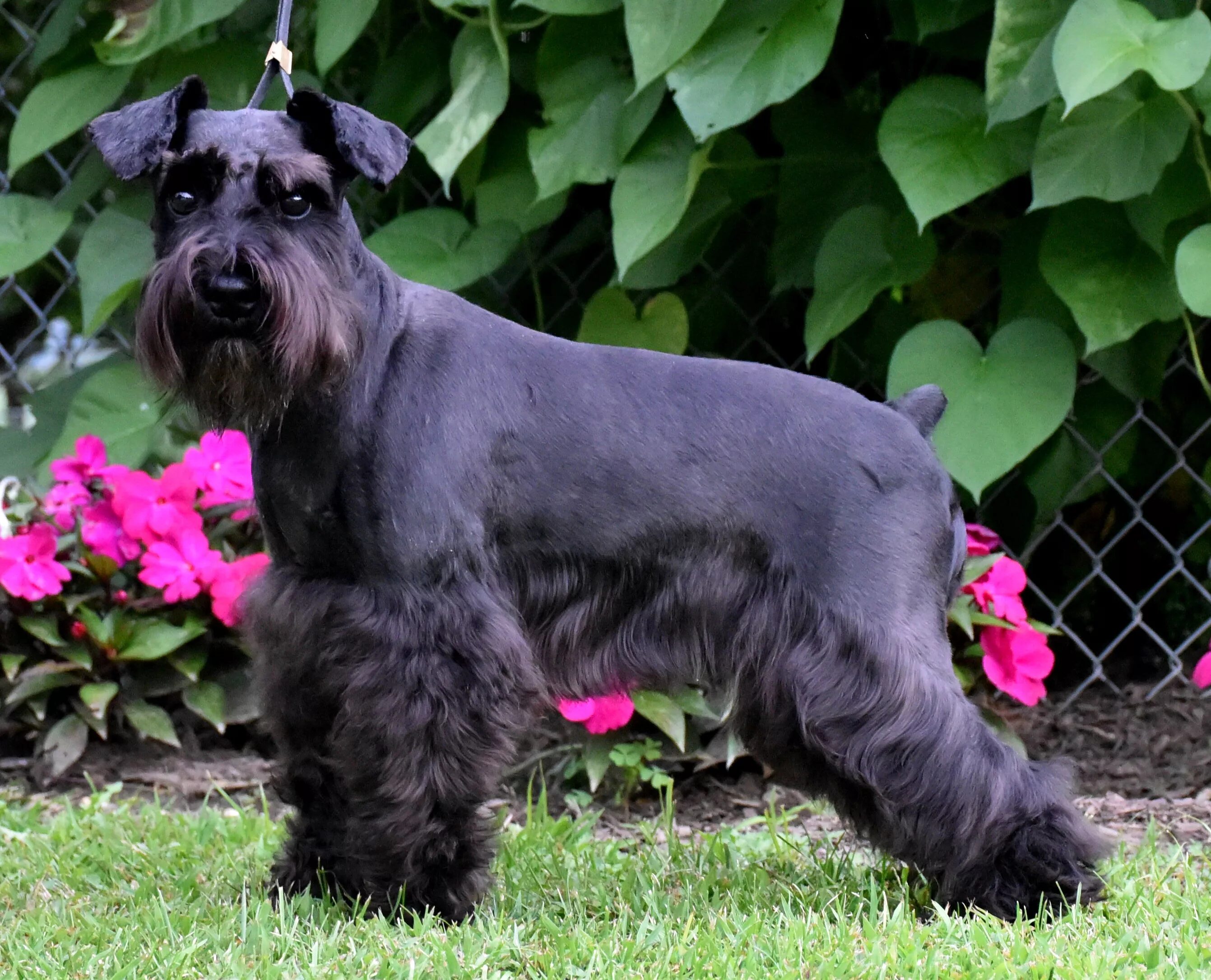 Немецкий цвергшнауцер. Порода собак цвергшнауцер. Цвергшнауцер терьер. Цвергшнауцер терьер. Цвергшнауцер.
