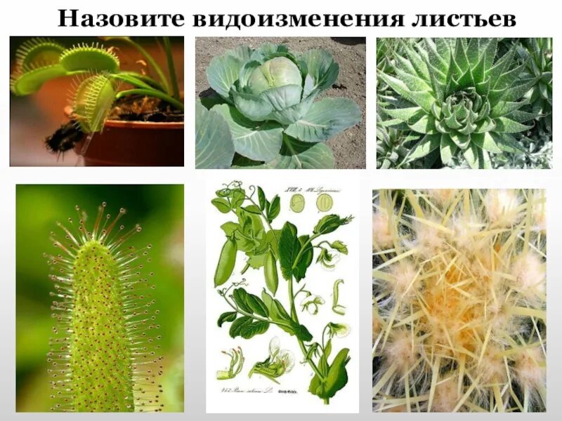 Цветок превращается в происходит видоизменение стенки