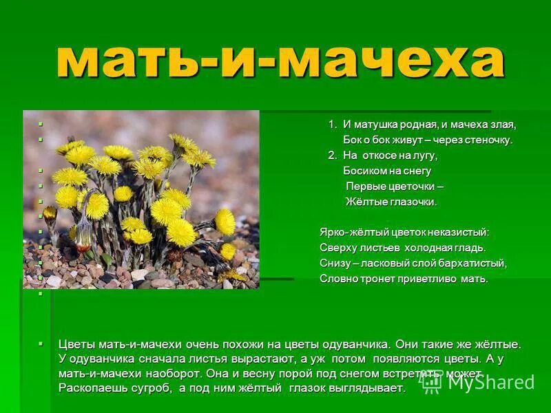 мать и мачеха растения матьимачеха описание. мачеха класс. мать и мачеха лекарственное растение описание. мать-и-мачеха растение сообщение 2 класс окружающий мир. первоцвет мать и мачеха первоцвет.