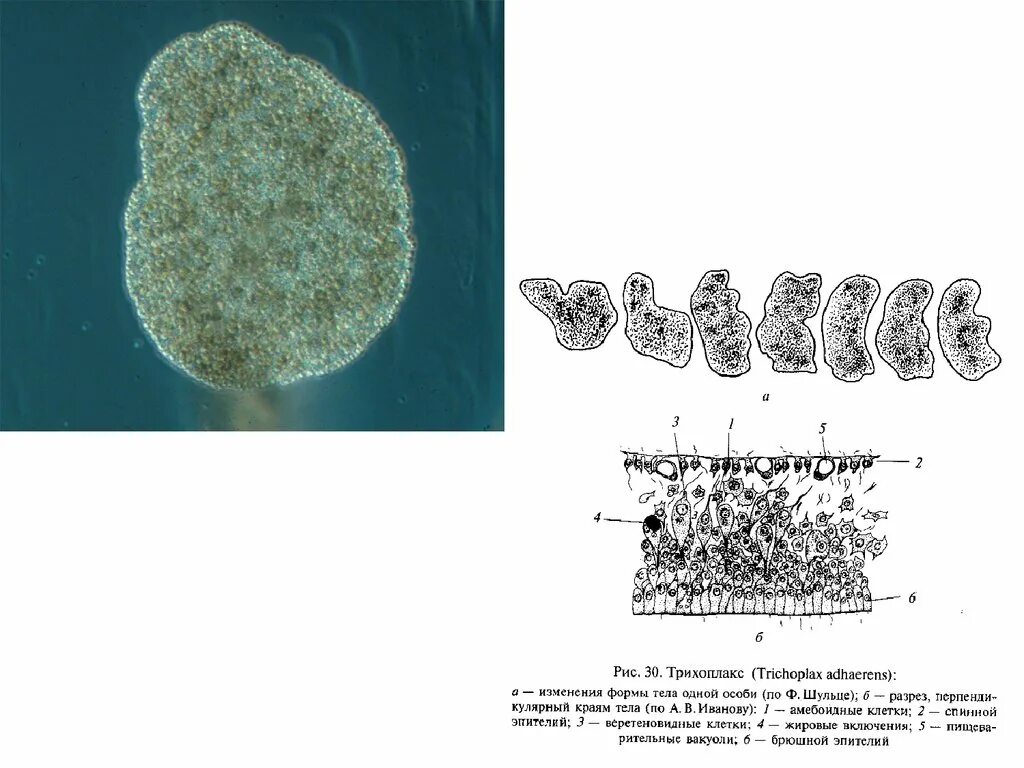 Пластинчатые клетки. Пластинчатые трихоплакс. Тип пластинчатые (трихоплакс). Трихоплакс строение. Трихоплакс это в биологии.