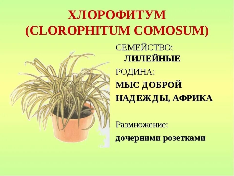 Растение хлорофитум размножение. Родина хлорофитум комнатного растения. Хлорофитум размножение усами. Хлорофитум хохлатый цветок.