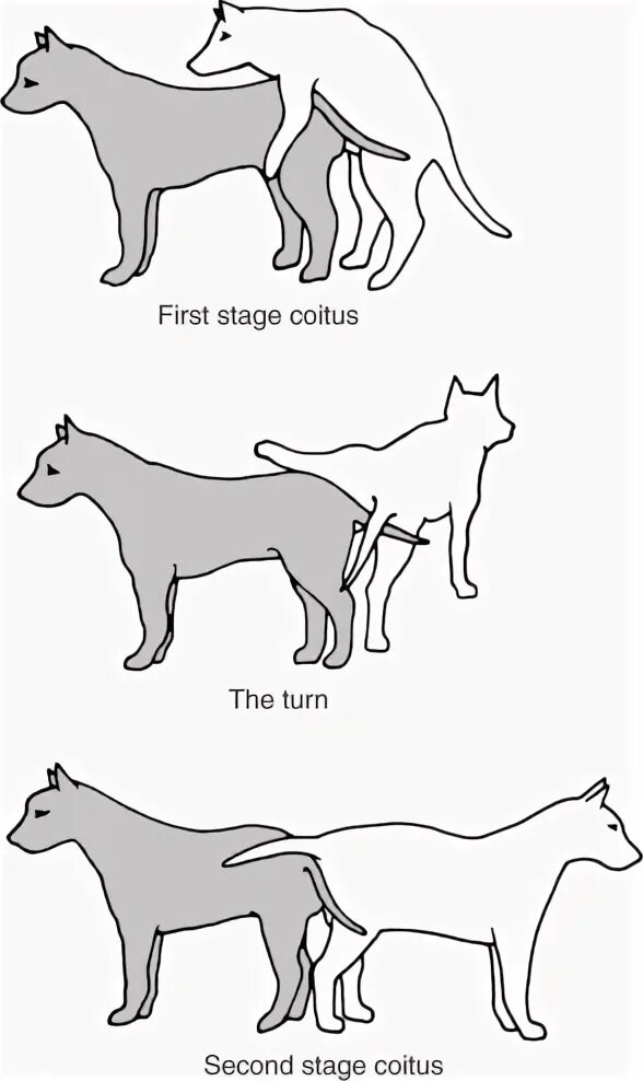 Mating type. Суррогатные формы коитуса. замещающие формы коитуса. dog mating cat.