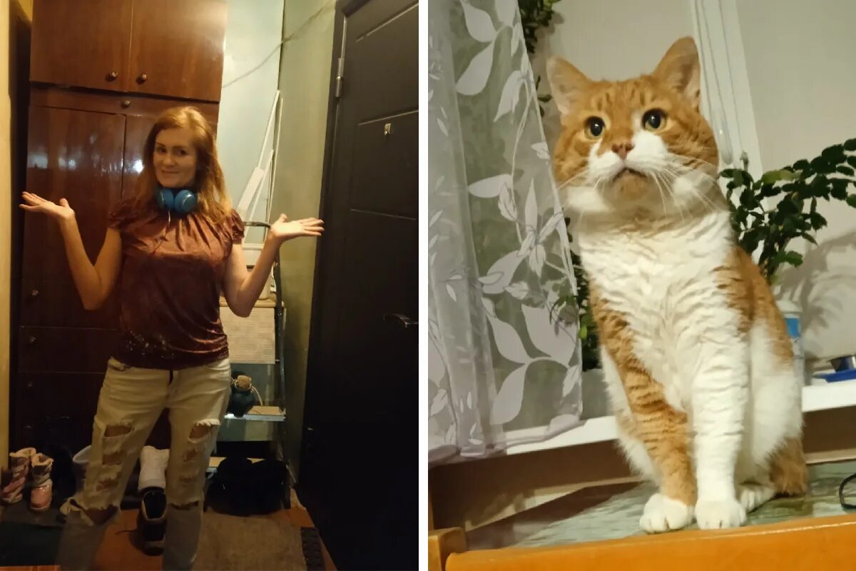 что за история с котом