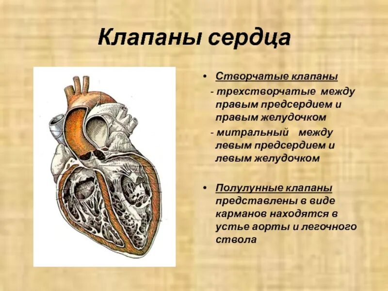 Строение клапанов сердца человека. Створчатые клапаны сердца. Сердце анатомия полулунные клапаны. Клапаны сердца анатомия трехстворчатый строение. Особенности предсердия