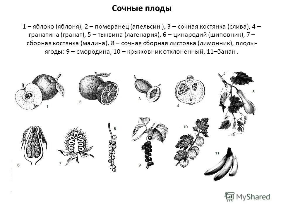 классификация плодов сочные многосемянные. плоды строение и классификация. классификация плодов сочные односемянные и многосемянные. типы сочных плодов. сухие плоды односемянные и многосемянные таблица.