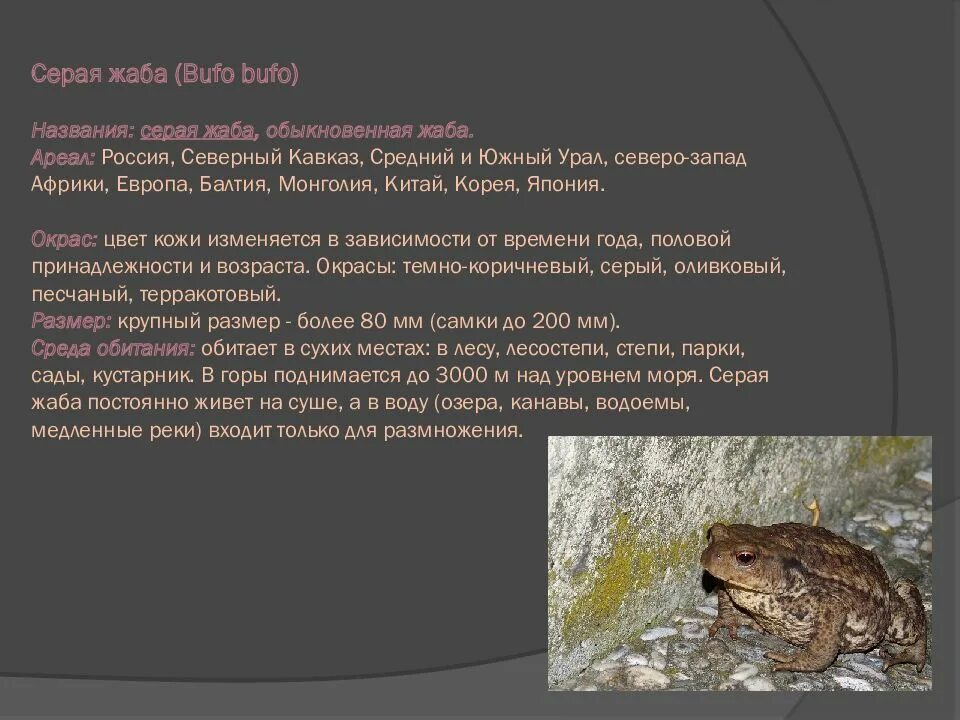 Серая жаба Bufo Bufo. Обыкновенная жаба среда обитания. Ареал Жабы обыкновенной. Серая жаба среда обитания. Серая жаба признаки