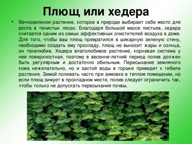 Плющ вечнозеленый ядовитый. Характеристика плющ обыкновенный листья. Плющ описание растения 2 класс окружающий мир. Плющ влаголюбивое растение. Плющ как правильно пишется