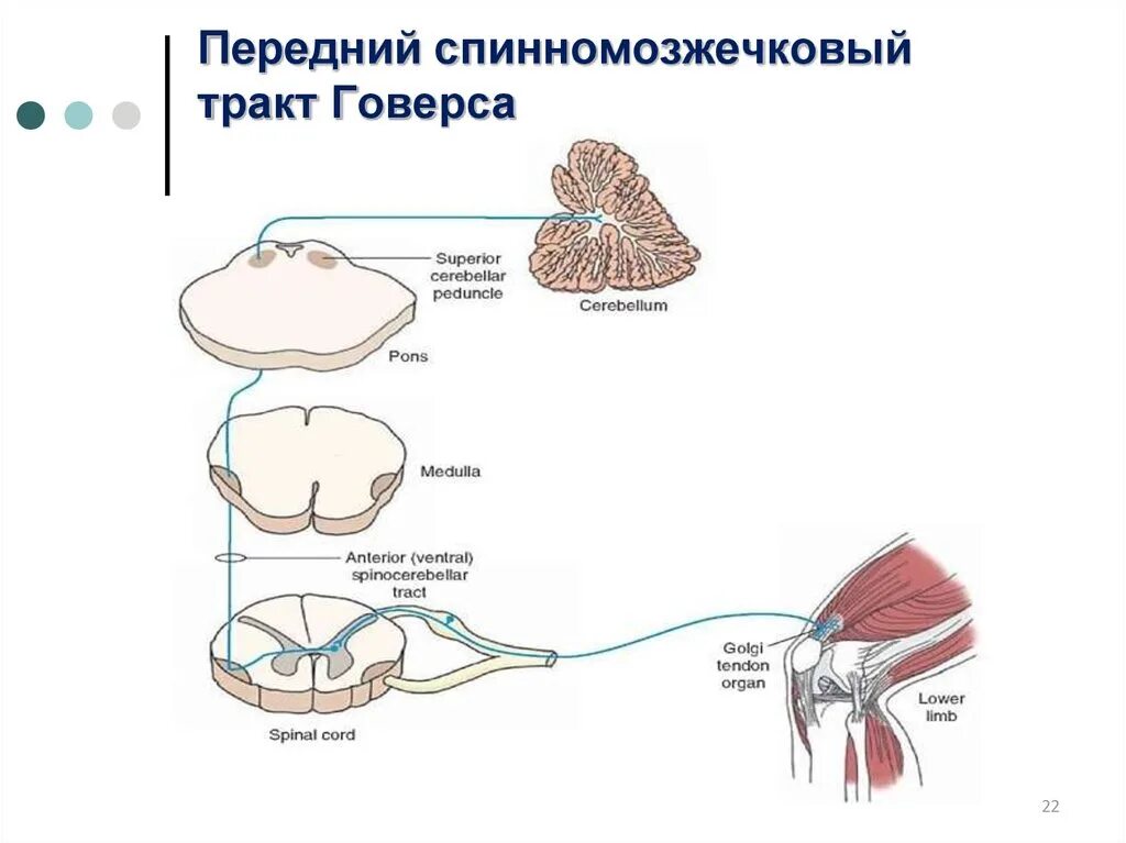 Спинно мозжечковый. Передний спинно-мозжечковый путь Говерса. Задний спинно мозжечковый тракт. Передний спинно-мозжечковый путь схема. Спинно мозжечковый путь функция.