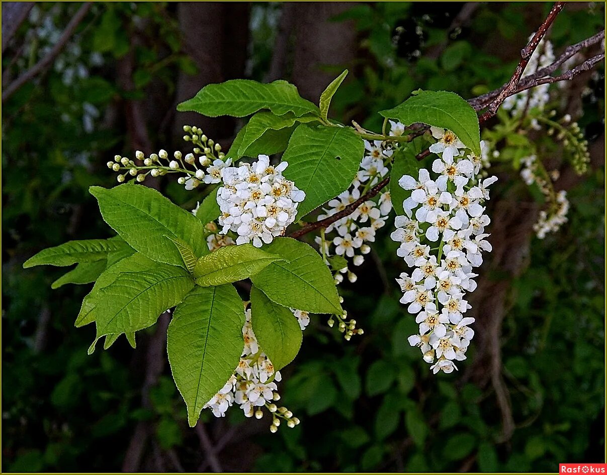 черёмуха белая. белой белой черемухи цвет слушать. черемух белый цвет. под окном черёмуха колышется слушать бандера. белой белой черемухи цвет слушать.