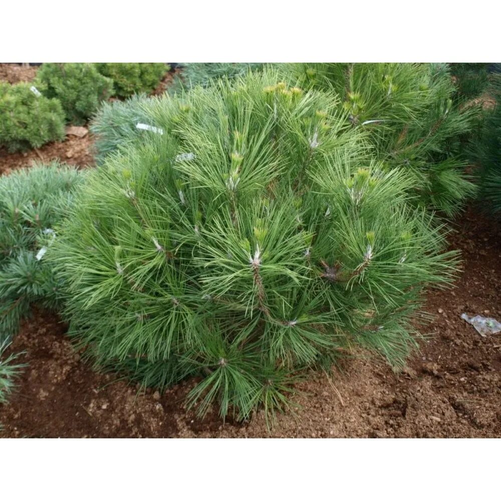 Хвойная 39. Pinus nigra 'Nana'. Pinus nigra (сосна чёрная) 'Nana'. Сосна Горная Nana.