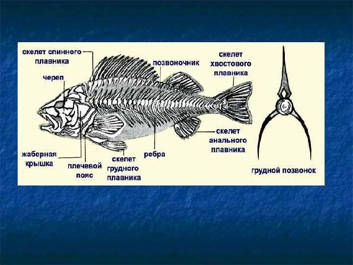 Тип Хордовые позвоночные рыбы. Хордовые рыбы строение. Скелет хвостового плавника костной рыбы. Скелет Тип Хордовые рыбы.