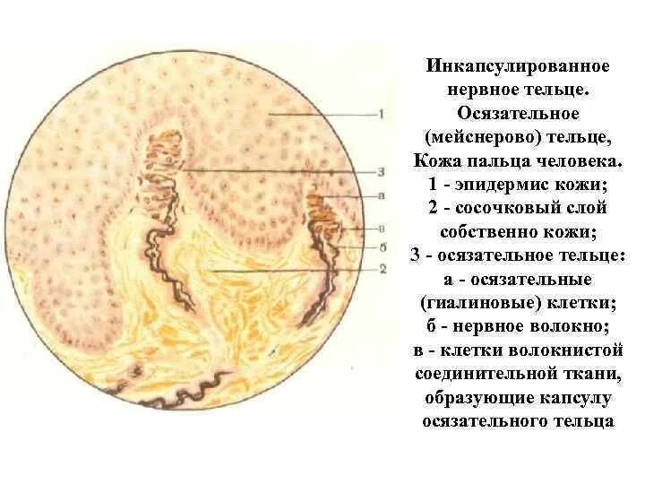 Осязательные тельца Мейснера гистология. Тельца фатера-Пачини , осязательные тельца Мейснера. Инкапсулированное нервное окончание (тельца фатер — Пачини).. Тельце Мейснера гистология препарат. Тельца фатера