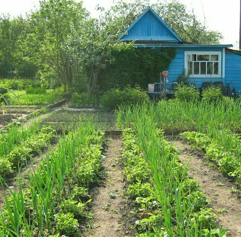 Деревенский домик с огородом. Дачный участок. Садовый участок. Деревенский огород.