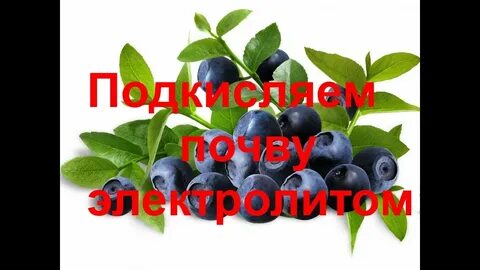 Подкисление голубики электролитом