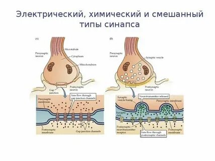 Передают нервные импульсы к рабочим органам
