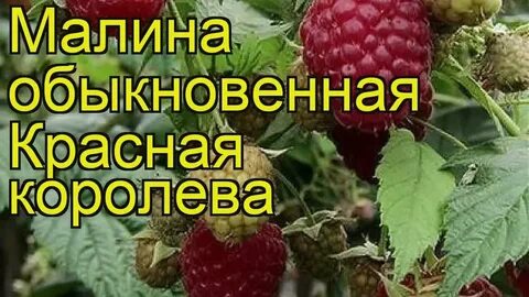 Малина королева