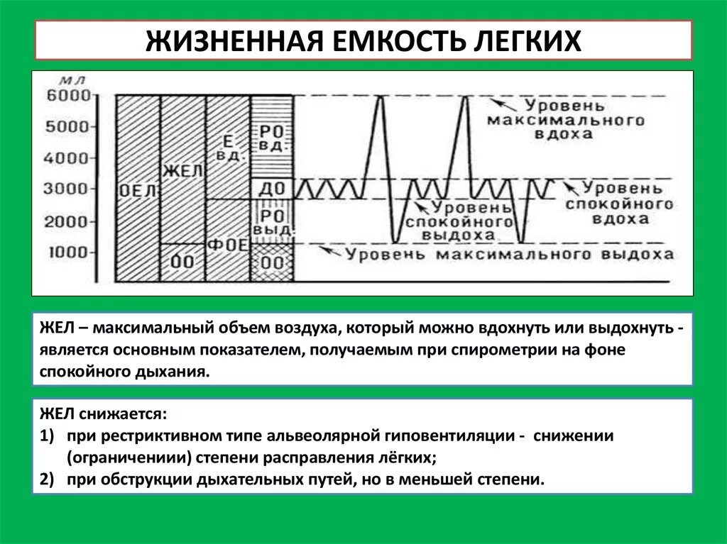 Жизненная емкость крови