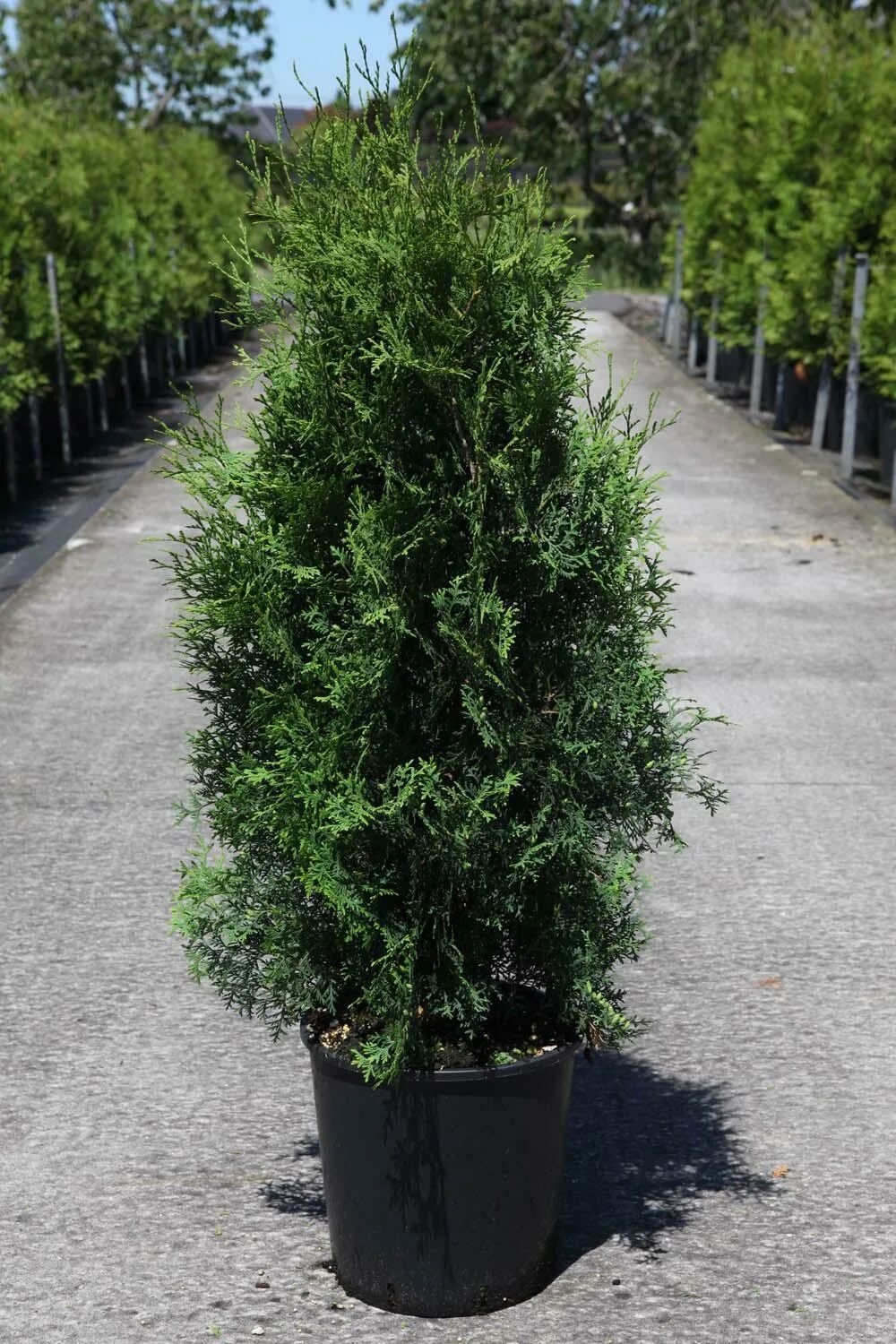 Туя Западная Пирамидалис. Pyramidalis compacta туя. Туя(Thuja) Западная 'pyramidalis compacta. Туя Западная Пирамидалис компакта. Пирамидалис компакта