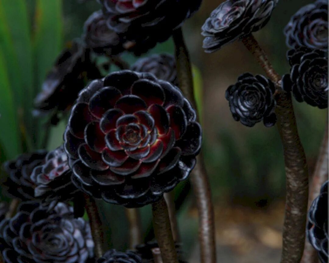 Эониум arboreum Black. Rosa Aeonium. Растение Плант Блэк. Black plants