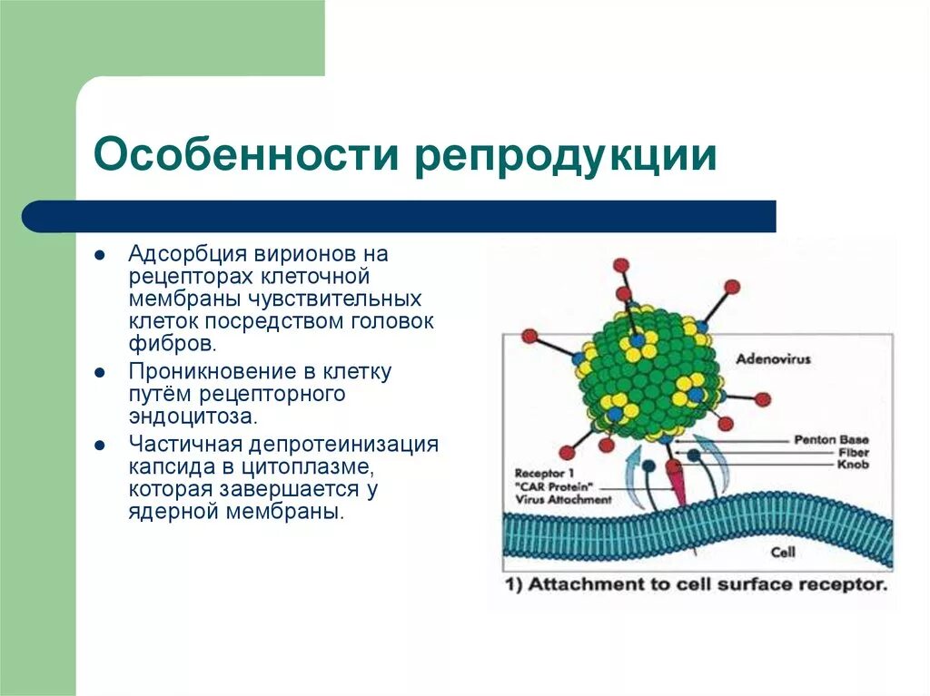 Аденовирус вирус Вирион. Семейство Adenoviridae. Чувствительные клетки для аденовирусов.