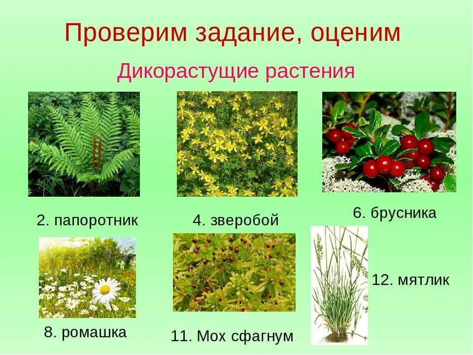 Как растения используют другие растения. Дикие растения названия. дикорвстущии растении. дикорастущие растения и их названия. дикорастущие травы.