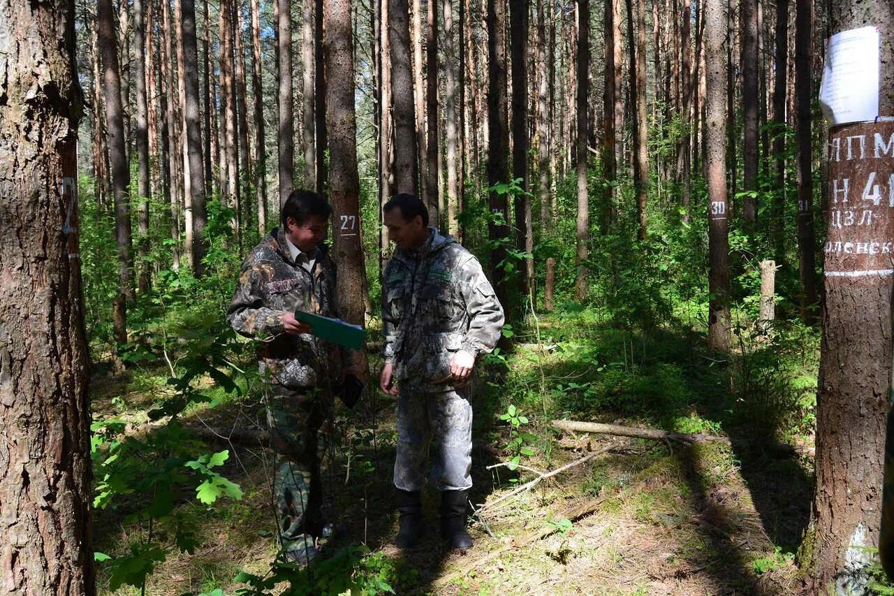 Отвод лесосек. Отвод и таксация лесосек. Требования по отводу и таксации лесосек. Отвод лесосек под выборочные рубки. Таксация лесосек.