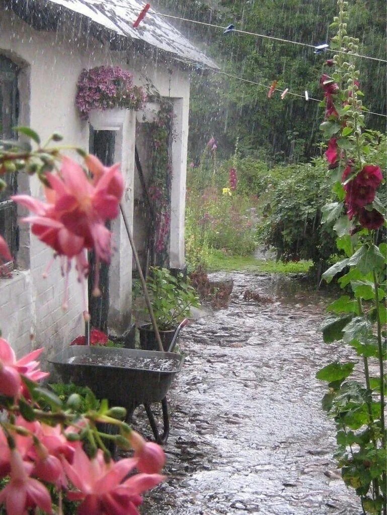 Летний ливень. Сад после дождя. Лето дождь. Летний ливень в саду.