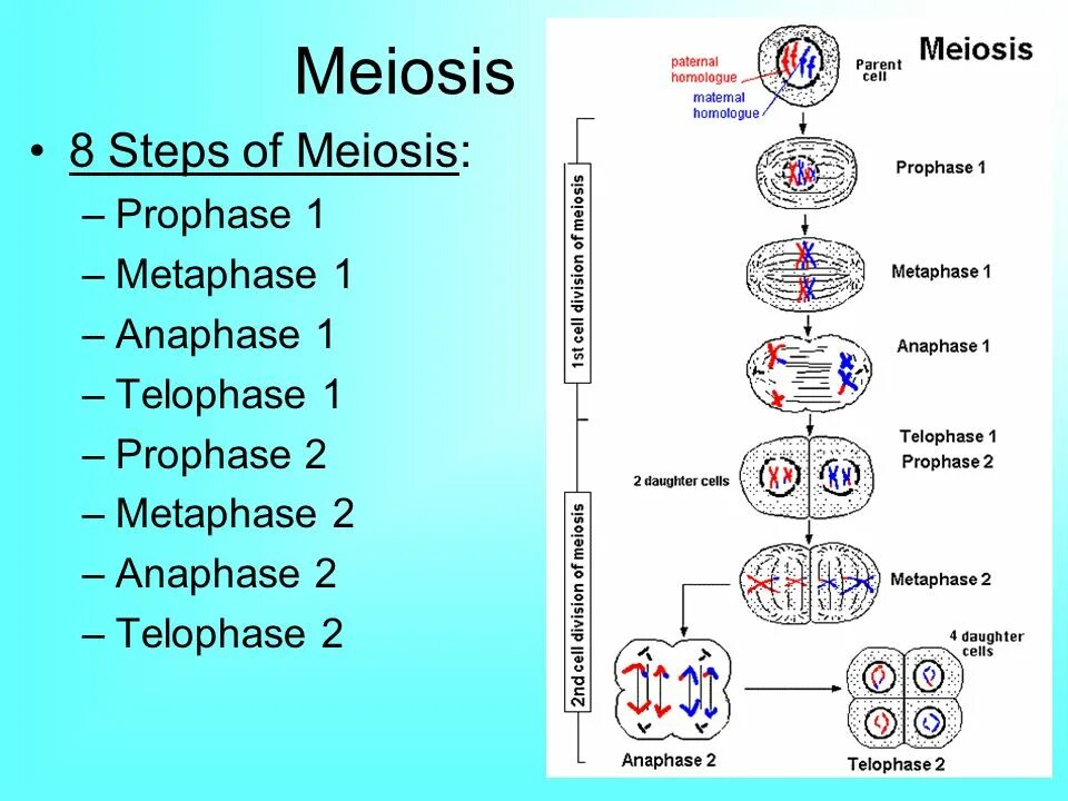 Укажите основные отличия мейоза от митоза 9. Фазы мейоза. Anaphase 1 Meiosis. Первый эффект мейоза.