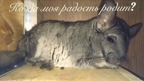 Как понять шиншиллу