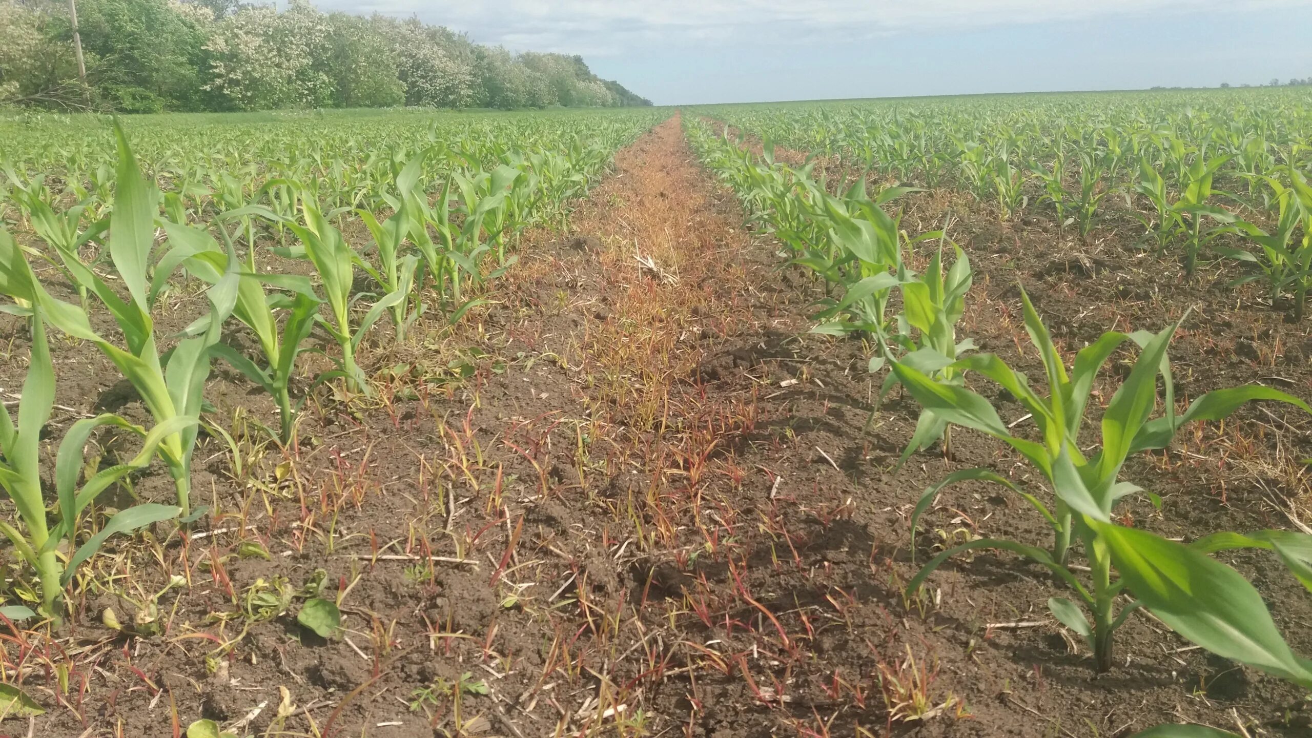 Посевные площади кукурузы. Посевные площади цфо. Урожайность кукурузы по областям. Структура посевных площадей россии. Урожай пшеницы в россии по годам статистика росстат.