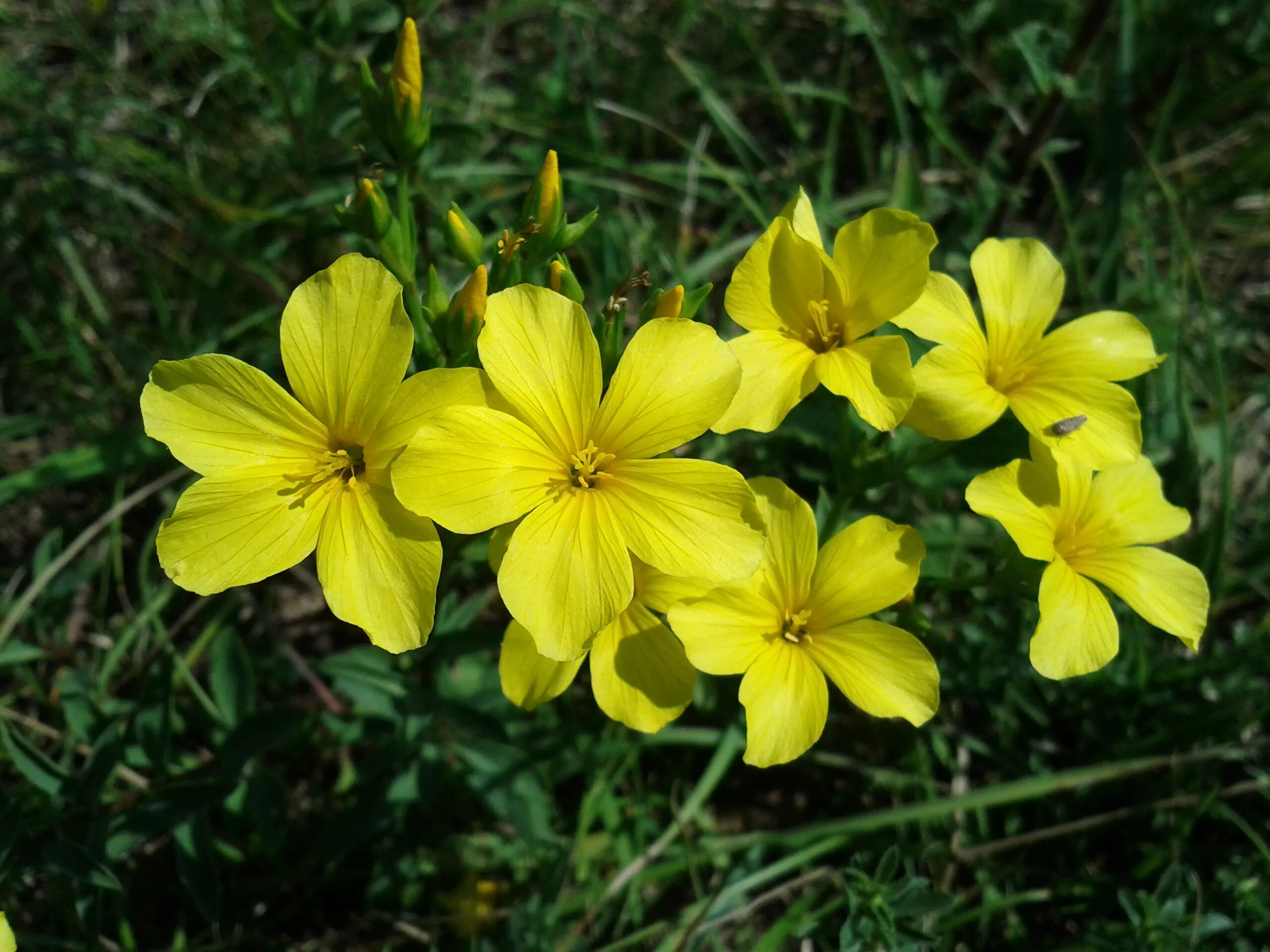 Урал лен. Лён жёлтый Linum flavum. Лен желтый Linum flavum l.. Лен желтый Компактум. Лен желтый "compactum" (Linum flavum).