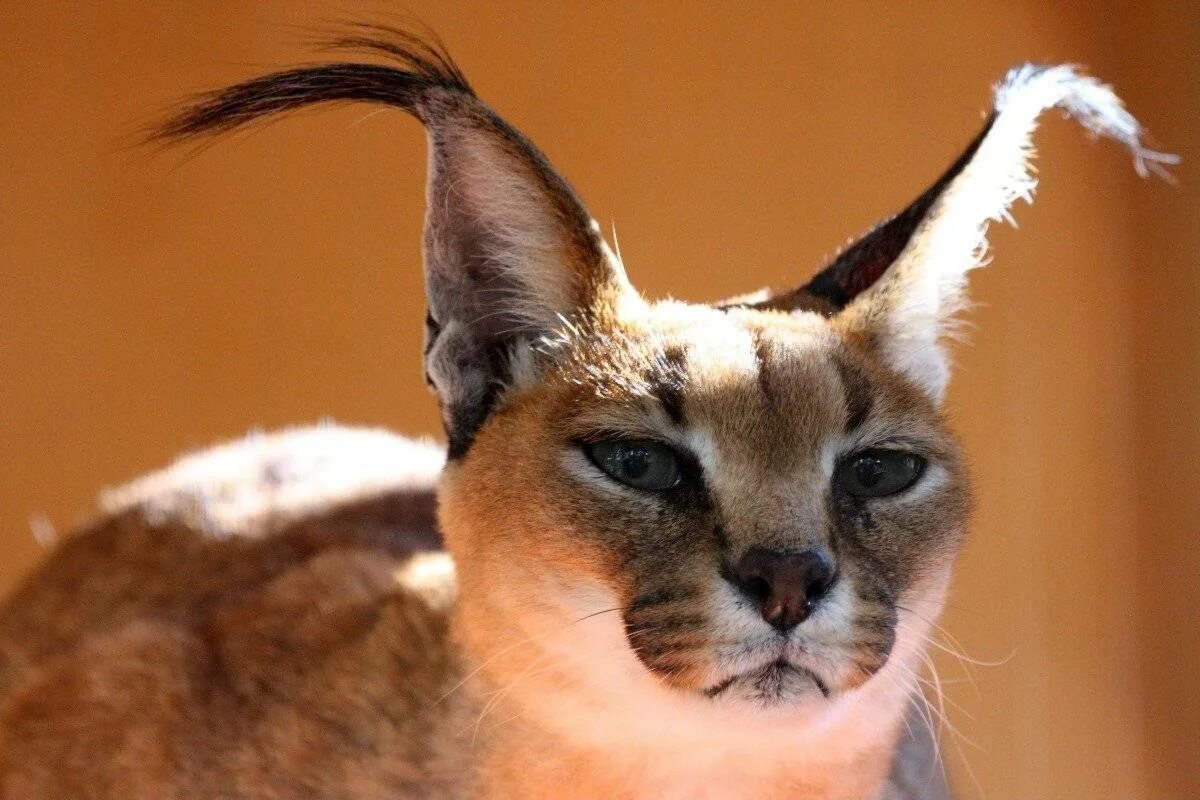 Кошка с ушами рыси