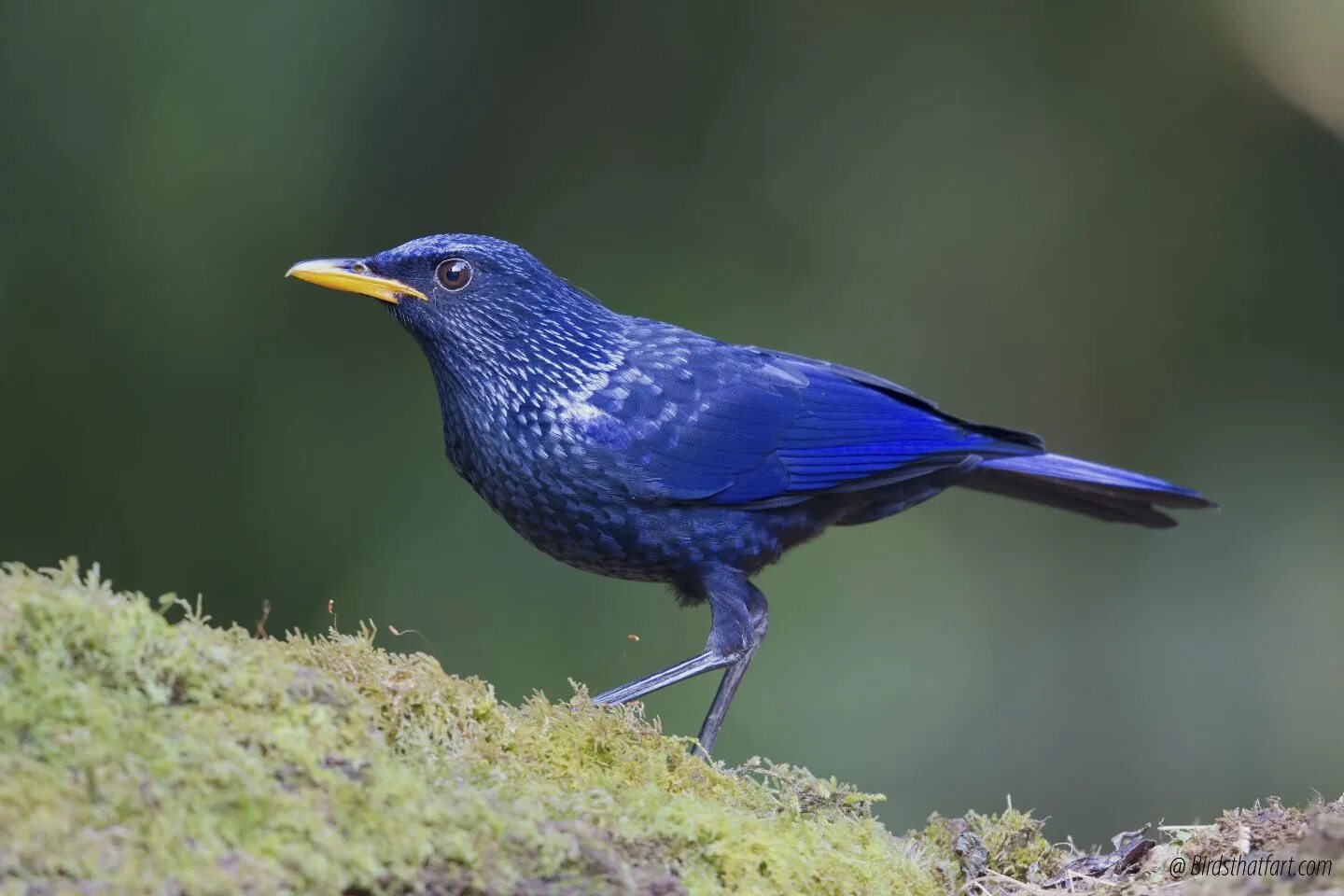 Синяя птица памира. Лиловый Дрозд (Myophonus caeruleus). Синяя птица лиловый Дрозд. Синий Дрозд аджир.