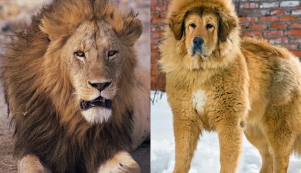 Лев и собачка. Тибетский мастиф. Тибетский мастиф. Лев собака мальчик. Португальский мастиф.