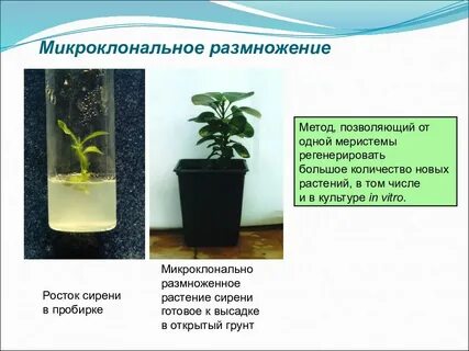 Растения размножаются водой