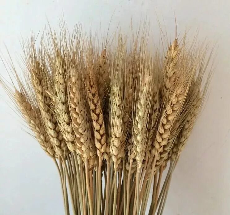 аурея сухоцвет. сетария зимний букет. пшеница сухоцвет. пшеница сухоцвет. сухоцветы колоски.