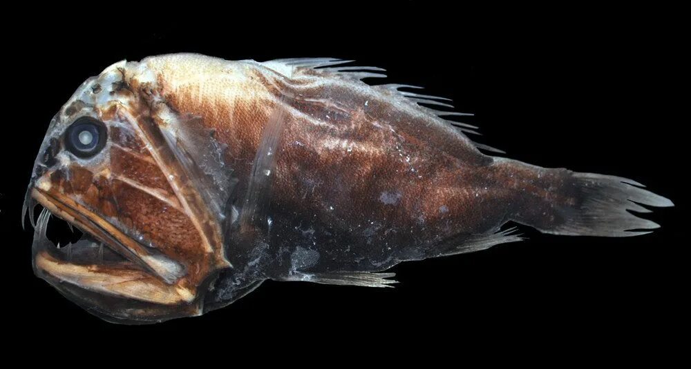 Fish creature. Длиннорогий Саблезуб. Длиннорогий Саблезуб (Anoplogaster cornuta). Anoplogaster. Fangtooth рыба.
