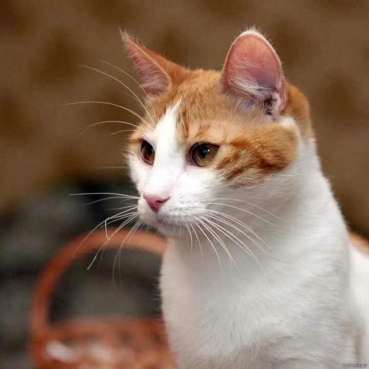 Кошка рыжая с пятнами порода. Анатолийская короткошерстная кошка рыжая. Анатолийская кошка Арлекин. Турецкий Ван гладкошерстный. Эгейская кошка рыжая.
