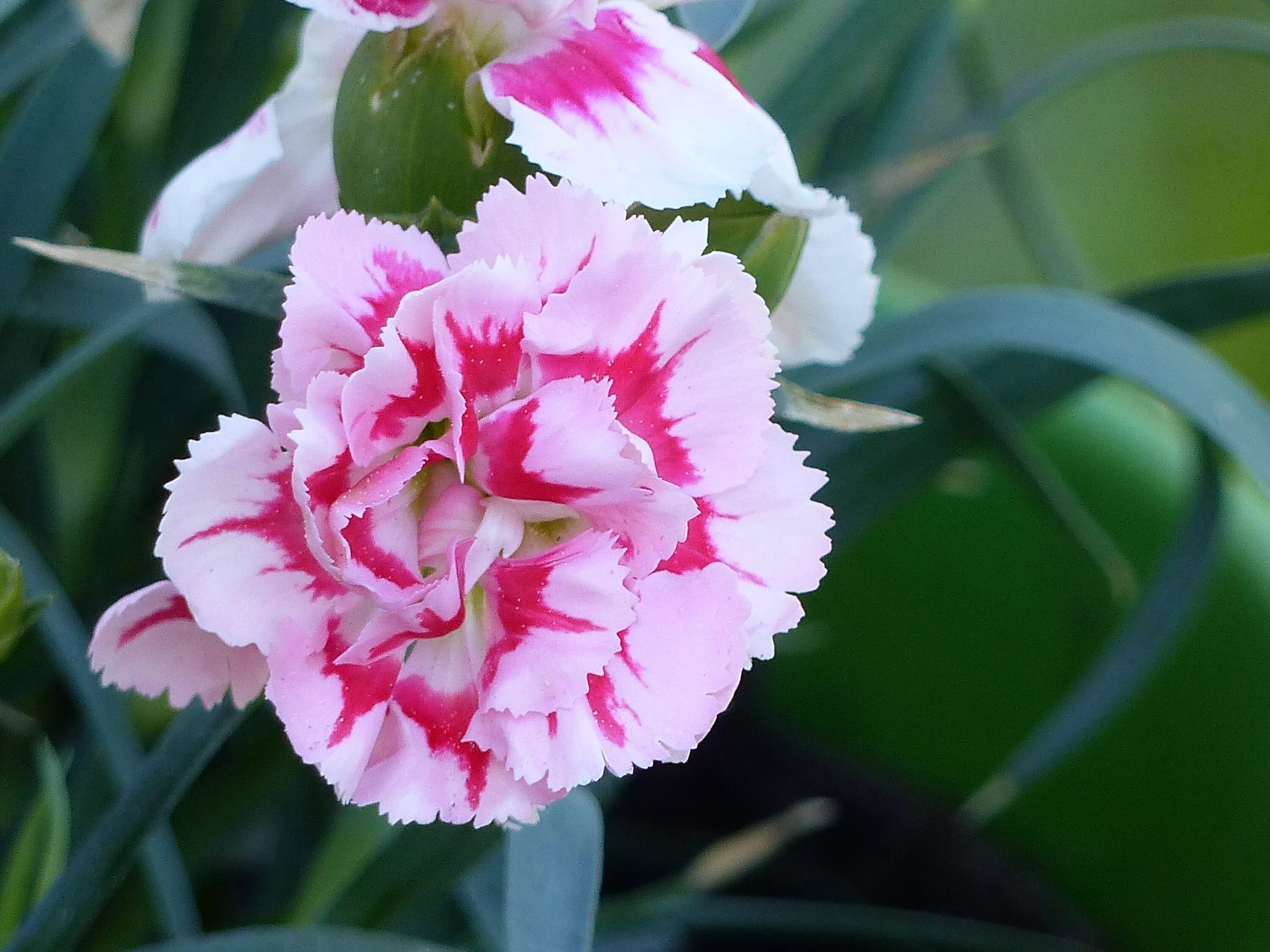 Гвоздика ли. Гвоздика Диантус. Диантус гвоздика цветок. Гвоздика (Dianthus) шоугёрл. Цветок Диантус Плант.