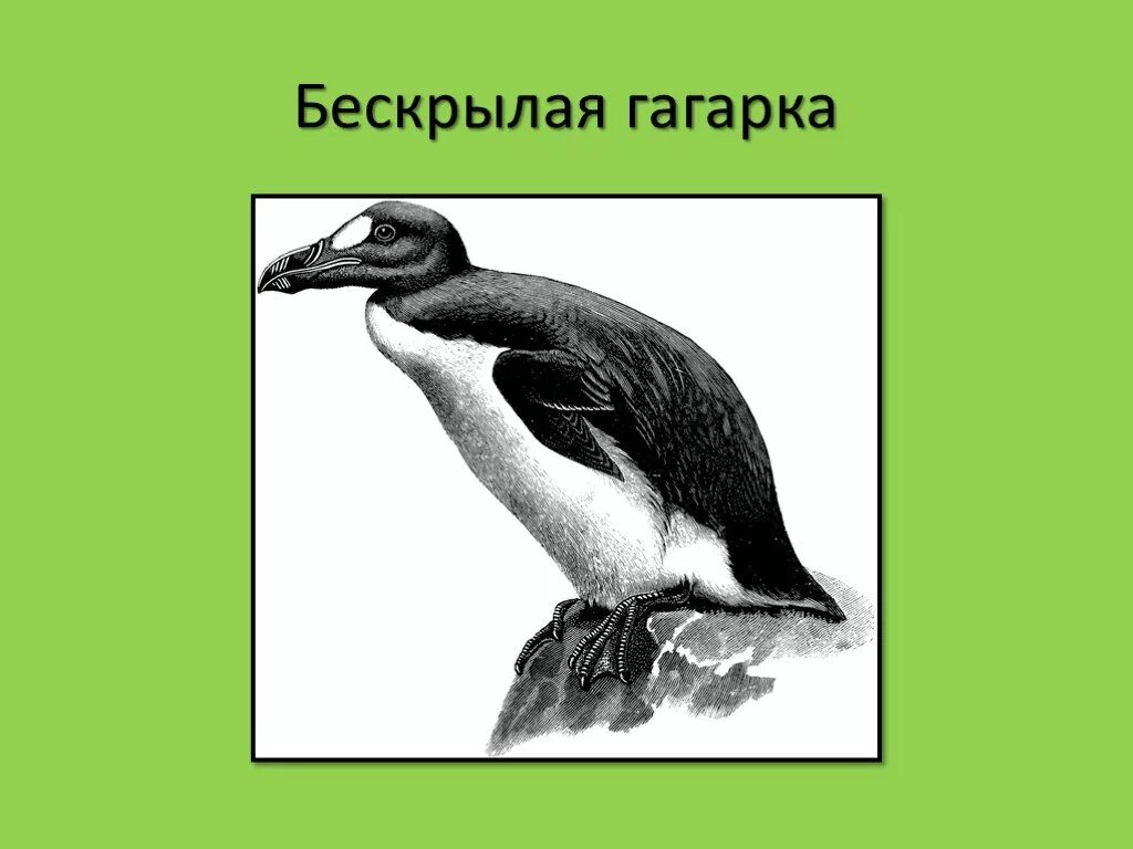 Сообщение о гагарке