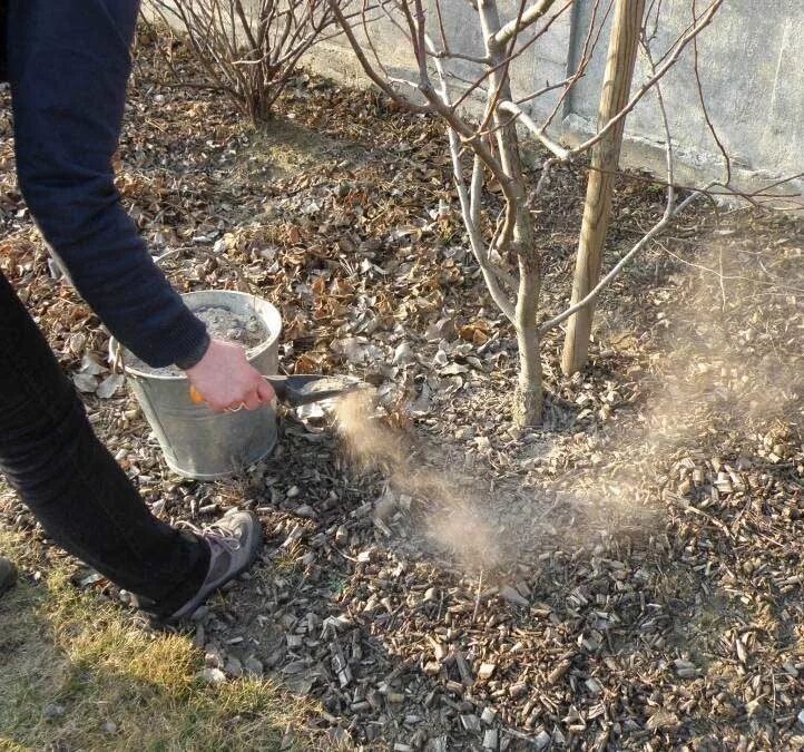 Чем можно подкормить деревья. Весенняя подкормка плодовых деревьев. Осеннее удобрение для плодовых деревьев. Внесение удобрений у деревьев. Внесение удобрений под деревья.