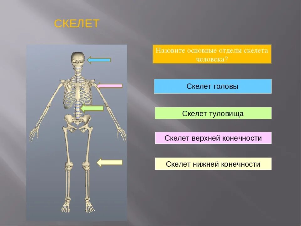 Он отличается большой и состоит из отделов. Отделы костей человека. Основные отделы скелета. Перечислите отделы скелета человека. Скелет человека делится на.
