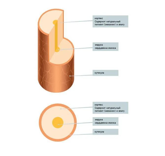 Строение волоса Медула Кортекс. Строение стержня волоса. Структура стержня волоса. Строение волоса Кортекс и кутикула. Кортекс волос