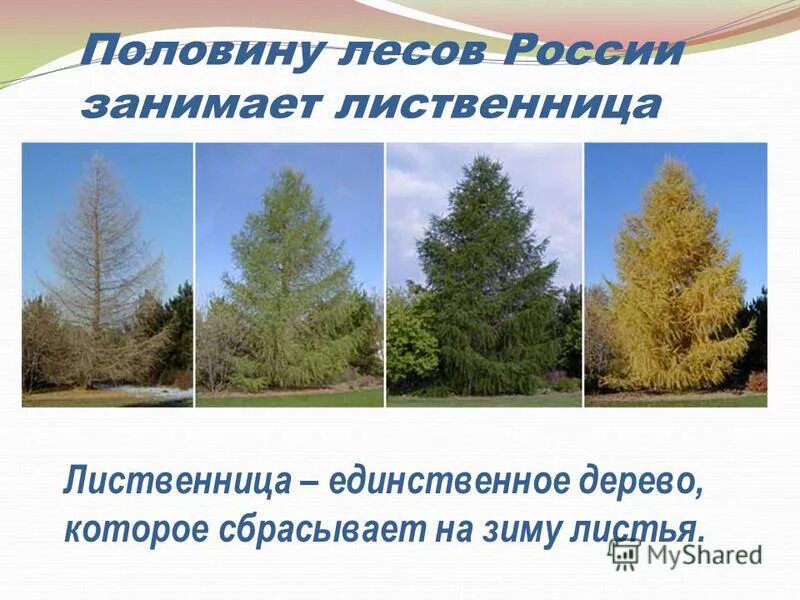 Презентация лиственница. Презентация лиственница