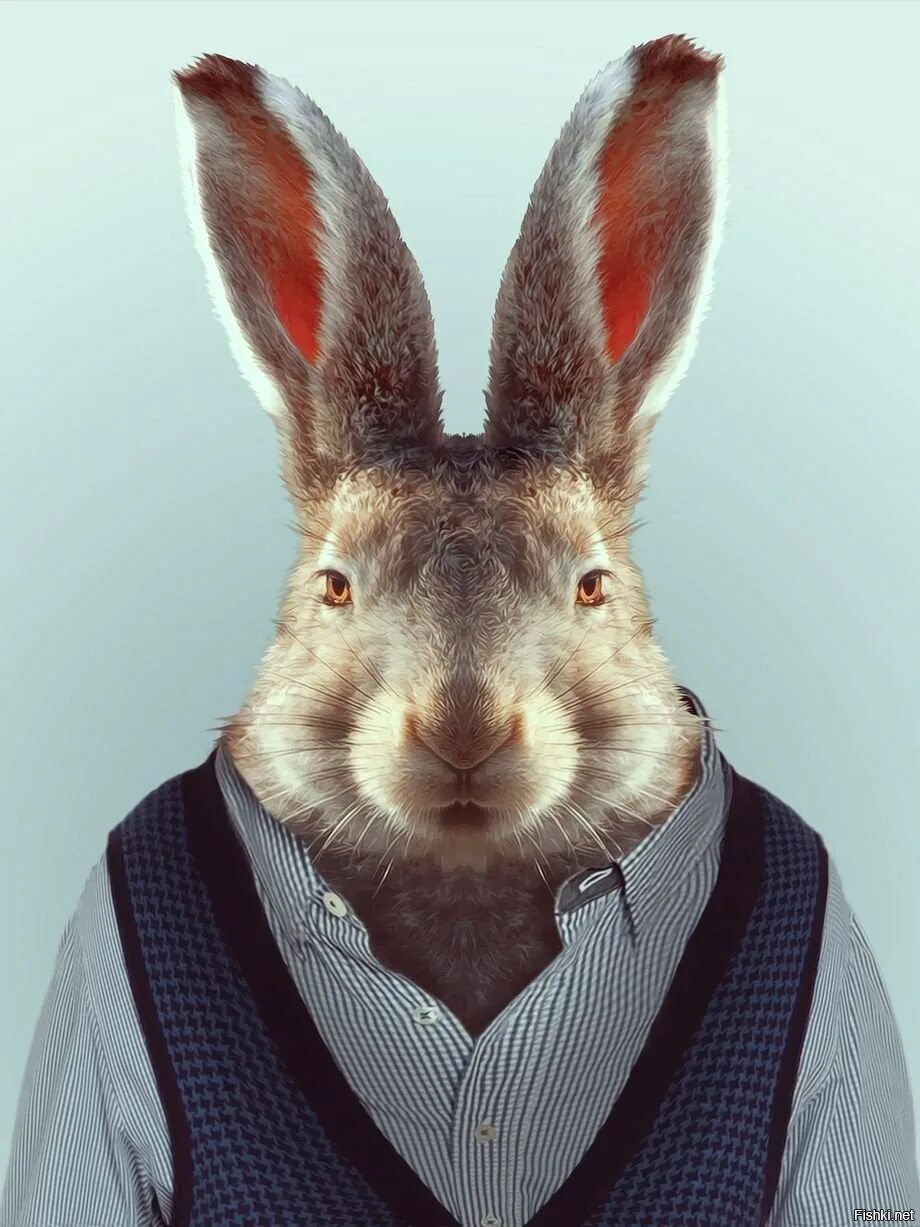 Photoshop krolik. Арабский кролик. Заяц на белом фоне. Кролик на белом фоне. Заяц на белом фоне.