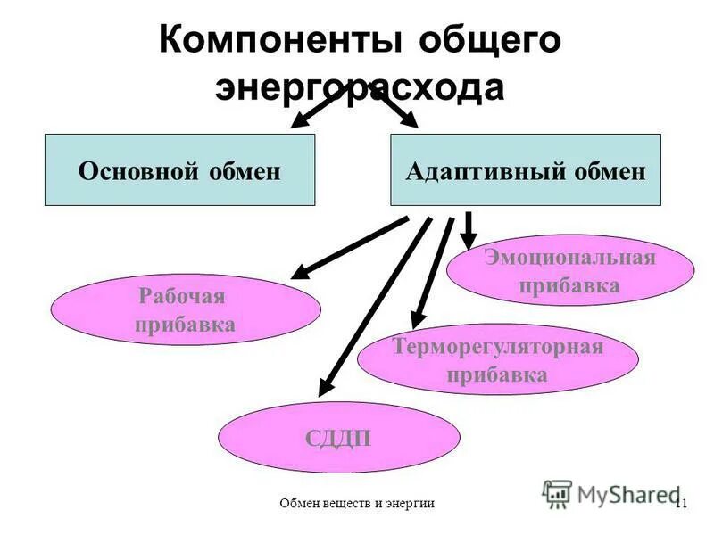 Составляющие общего обмена. Составляющие общего обмена