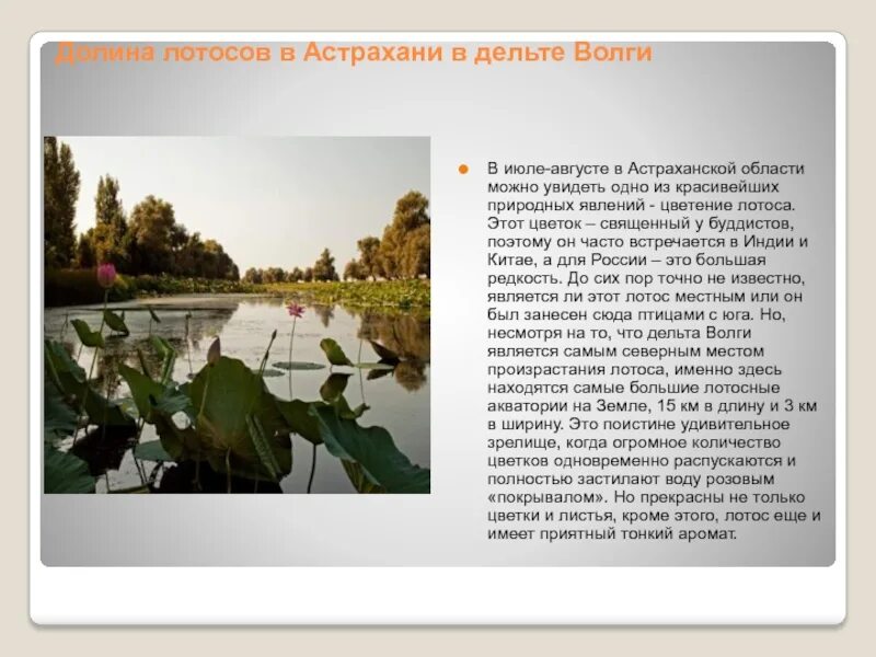 Астрахань в июле. Астрахань в июле. Долина лотосов голубицкая. Дельта волги. Астрахань в июле.