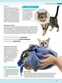 Со скольки месяцев можно мыть котят