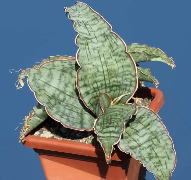 Сансевиерия кирки сильвер блю. Сансевиерия кирки сильвер. Сансевиерия кирки сильвер блю. Сансевиерия кирки сильвер. Сансевиерия kirkii.